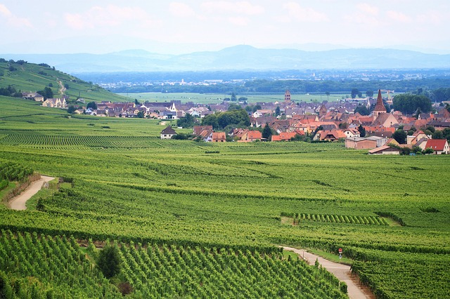 France : canicules et sécheresse plongent l’agriculture dans une crise majeure