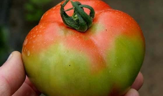 ToBRFV : Nouveau cas sur des tomates en Allemagne