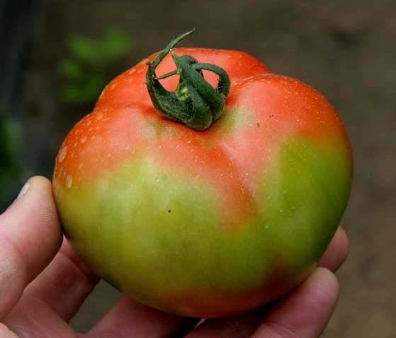 ToBREV: Le virus rugueux de la tomate fait peur aux agriculteurs