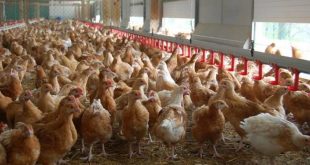 En 2020, la production mondiale de viande de volaille a augmenté de 1,3%