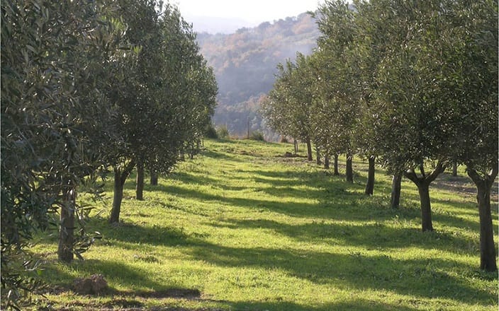 Appel d’offres pour la plantation de 1200 hectares d’amandiers et de 300 figuiers.