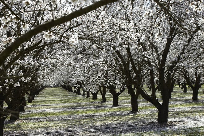 Xylella fastidiosa : L&rsquo;importation de plantes ornementales suspendue temporairement