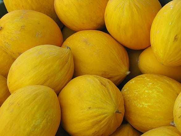 إسبانيا: أزمة قطاع إنتاج البطيخ الأصفر