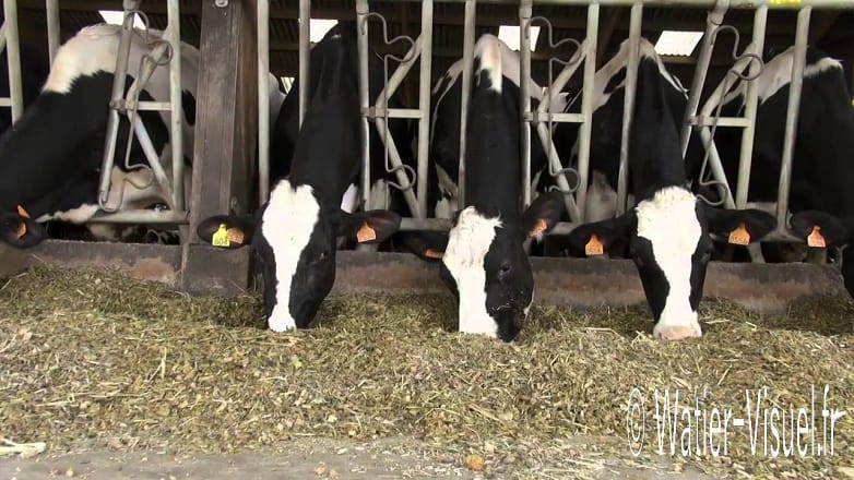 قطاع إنتاج الحليب و مشتقاته بالمغرب