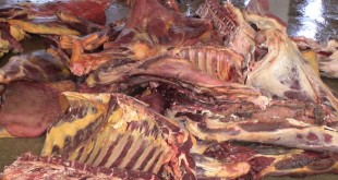 اختلالات خطيرة في احدى شركات تحويل اللحوم