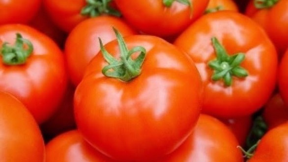 الحرب الإسبانية ضد الطماطم المغربية لا تزال مستمرة