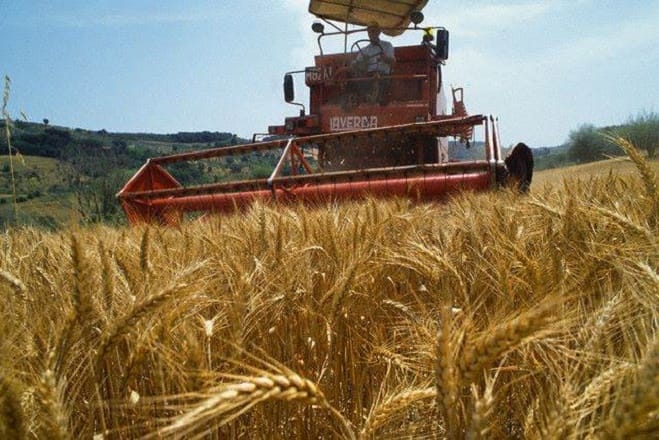 السعودية تطرح مناقصة لاستيراد 770 ألف طن من القمح