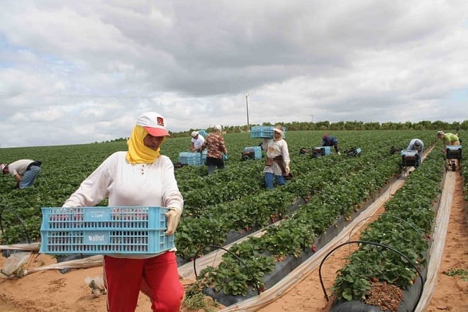المغرب يحتل المرتبة الخامسة في المجال الفلاحي بإفريقيا