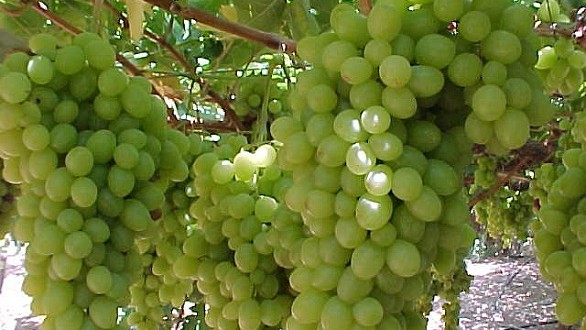زراعة العنب تسجل موسما جيدا بجهة الدار البيضاء-سطات