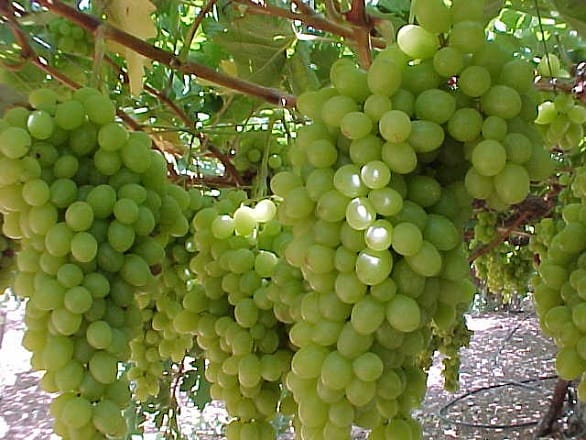 زراعة العنب تسجل موسما جيدا بجهة الدار البيضاء-سطات