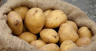 كيفية انجاح زراعة البطاطس و طريقة جنيها