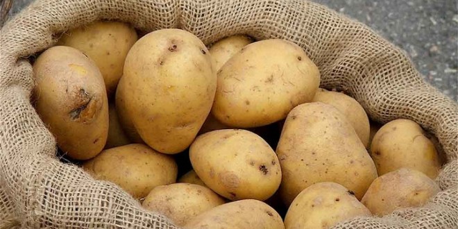 كيفية انجاح زراعة البطاطس و طريقة جنيها